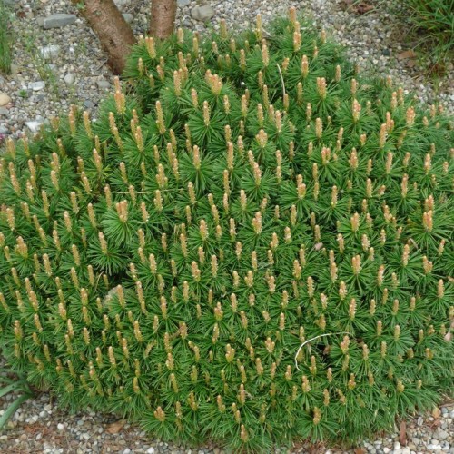 Pinus mugo 'Benjamin' - Mägimänd 'Benjamin' C5/5L